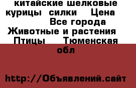 китайские шелковые курицы (силки) › Цена ­ 2 500 - Все города Животные и растения » Птицы   . Тюменская обл.